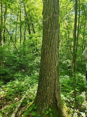 (c) Summit Metro Parks, some rights reserved (CC BY) Carya laciniosa, photograph (c) Summit Metro Parks, some rights reserved (CC BY)
