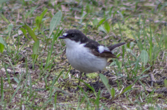 Ficedula hypoleuca