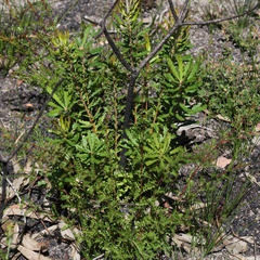 Banksia neoanglica