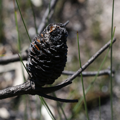Banksia neoanglica