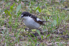 Ficedula hypoleuca