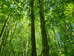 (c) Summit Metro Parks, some rights reserved (CC BY) Carya laciniosa, photograph (c) Summit Metro Parks, some rights reserved (CC BY)