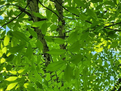 Carya laciniosa, photograph 3
