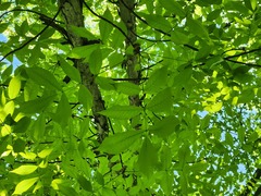 (c) Summit Metro Parks, some rights reserved (CC BY) Carya laciniosa, photograph (c) Summit Metro Parks, some rights reserved (CC BY)