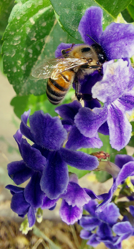 Western Honey Bee