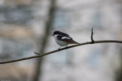 Ficedula hypoleuca