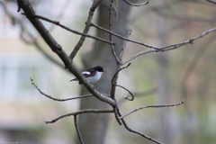 Ficedula hypoleuca
