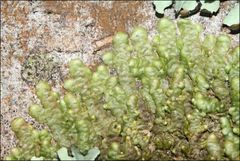 Frullania clavata