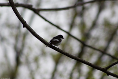 Ficedula hypoleuca