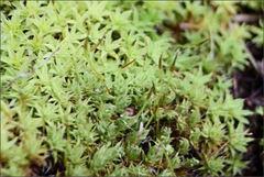 Syntrichia antarctica
