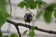 Parus major