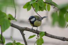 Parus major