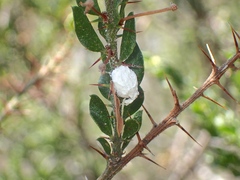 Maconellicoccus australiensis