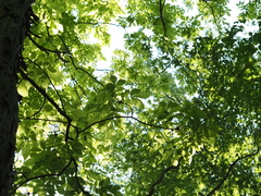 Carya laciniosa