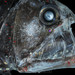 Sloane's Viperfish - Photo (c) JesseClaggett, some rights reserved (CC BY-NC)