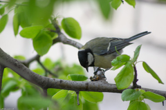Parus major
