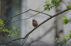 Fringilla coelebs
