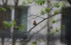 Fringilla coelebs