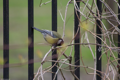 Parus major