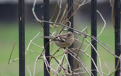 Fringilla coelebs