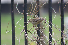Fringilla coelebs