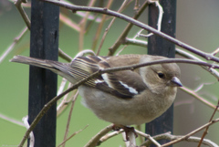 Fringilla coelebs