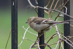 Fringilla coelebs