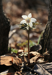 Eranthis stellata