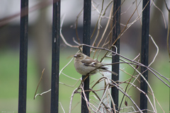 Fringilla coelebs