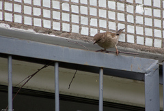 Passer domesticus