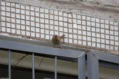 Passer domesticus