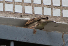 Passer domesticus