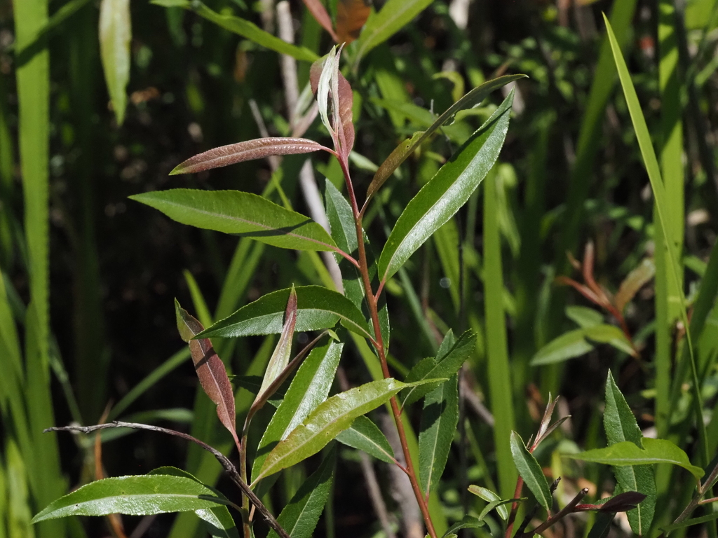 Salix sericea; photograph (c) Summit Metro Parks, some rights reserved (CC BY)