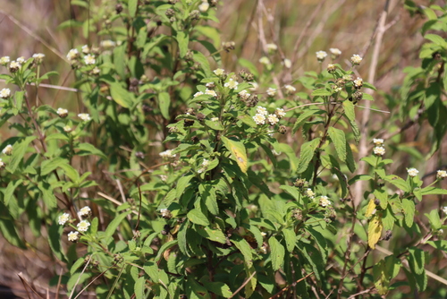 Lippia javanica, photograph 6