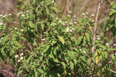 Lippia javanica, photograph (c) Tony Rebelo, some rights reserved (CC BY-SA)