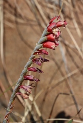 Gladiolus densiflorus, photograph (c) Tony Rebelo, some rights reserved (CC BY-SA)