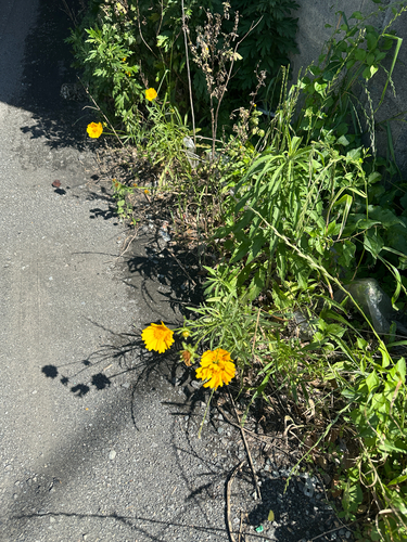 Lance-leaved Coreopsis