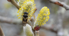 Criorhina