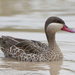 Red-billed Teal - Photo (c) Tarique Sani, some rights reserved (CC BY-NC-SA)