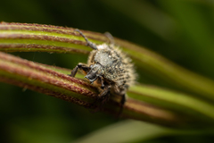 Oxythyrea funesta