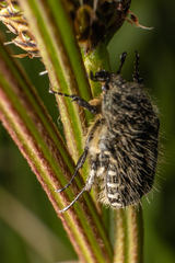 Oxythyrea funesta
