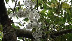 Clematis leschenaultiana