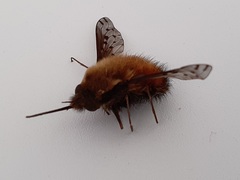 Bombylius