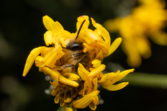 Andrena