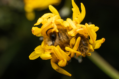 Andrena
