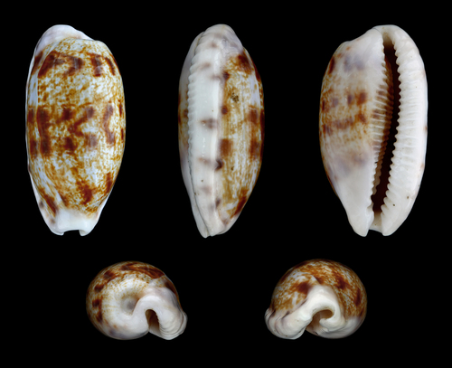 Tapering Cowry