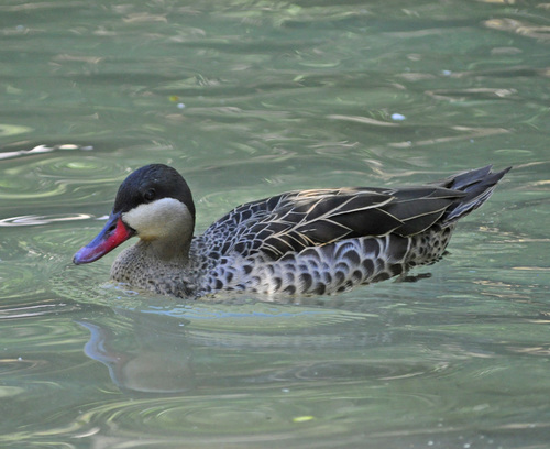 Red-billed Teal