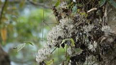 Clematis leschenaultiana
