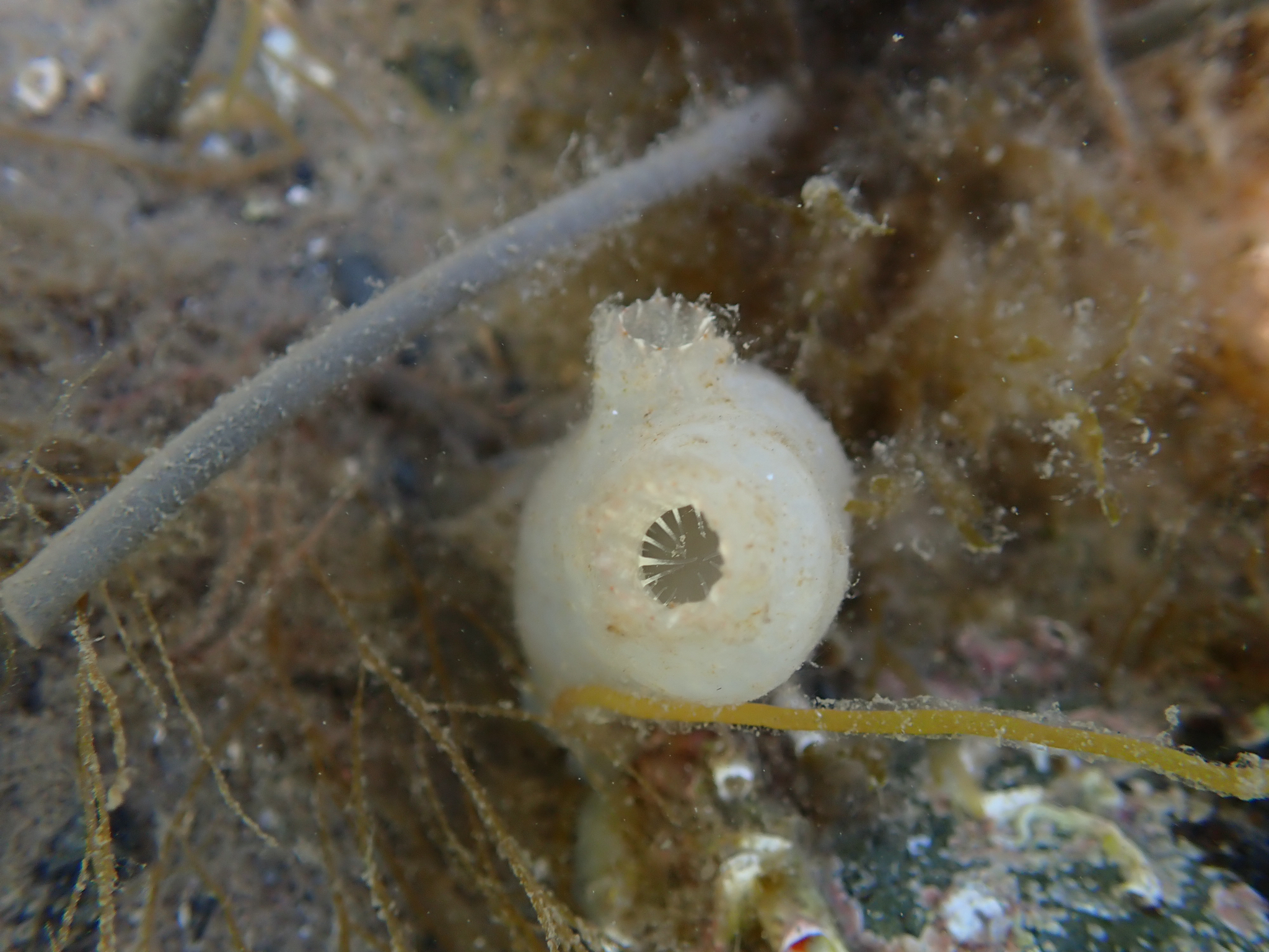 Ascidiella aspersa (Müller, 1776)