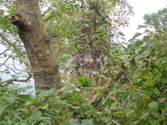 Clematis leschenaultiana